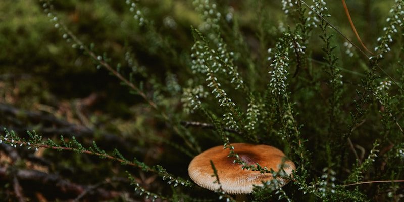 A mushroom sitting on top of a lush green field